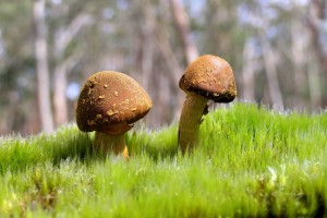 世界登山青年导师生态修复项目第69批结项成果发布，世界登山家